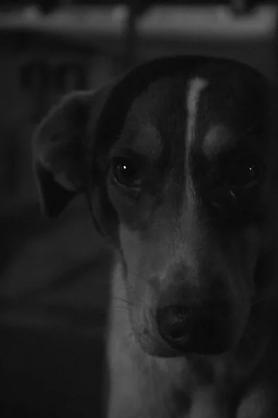 Close Cão Vadio Abandonado Por Seu Mestre Busca Comida Amor — Fotografia de Stock