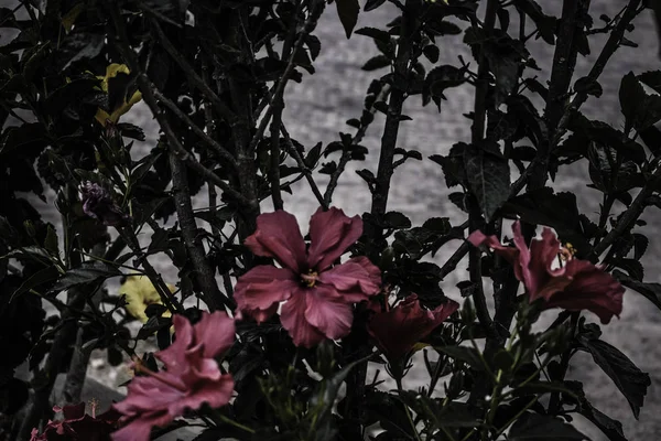 Rózsaszín Virág Kertben Zöld Levelek Háttér — Stock Fotó