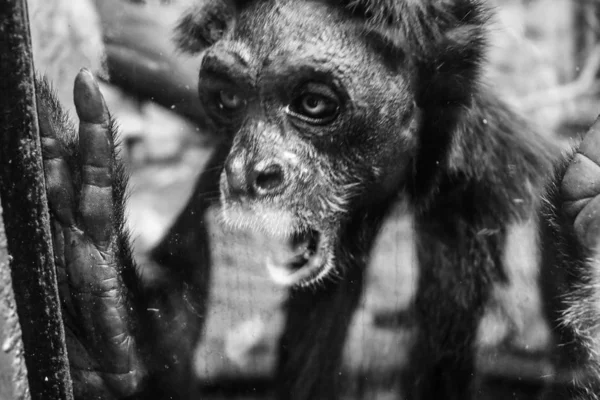 Primate Blanco Negro Gritando Poniendo Mano Sobre Cristal Que Separa — Foto de Stock