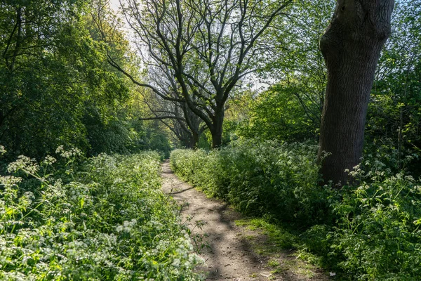 Podświetlone Drzewa Lesie Obok Ścieżki Chodnikowej Pietruszką Krowią Hackney Wiosnę — Zdjęcie stockowe