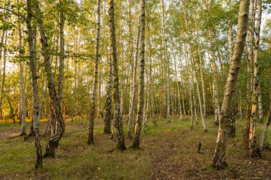 Gümüş huş ağacı ormanı. Sonbaharda alacakaranlıkta. Üzerine yapraklar dökülmüş.