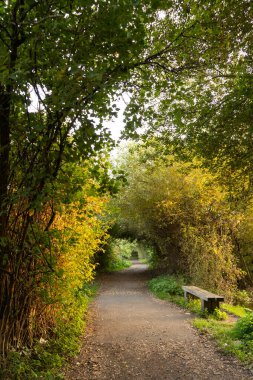 Yeşil ve portakallı ağaçlar tüneli. Alacakaranlıkta yapraklar. Güzel sonbahar gölgeleri.