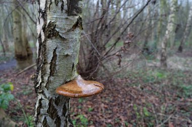 Ağaçta Birch Polypore. Şehir ormanlarında kış günü bulutlu.