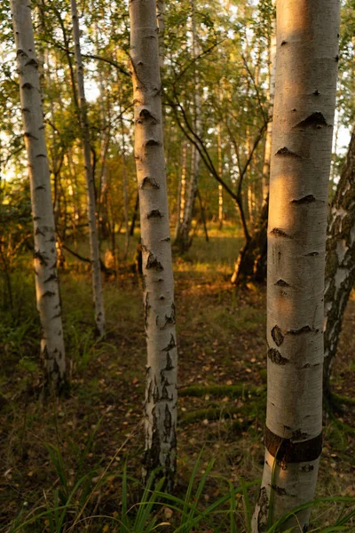 Stříbrné Břízy Začátku Podzimu Krásným Slunečním Svitem Listy Pozemním Portrétu — Stock fotografie