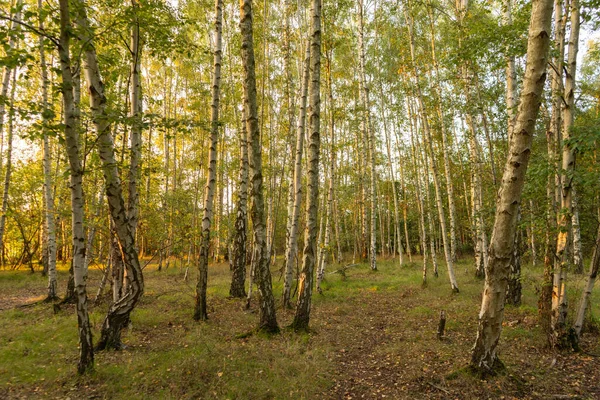 Gümüş huş ağacı ormanı. Sonbaharda alacakaranlıkta. Üzerine yapraklar dökülmüş.