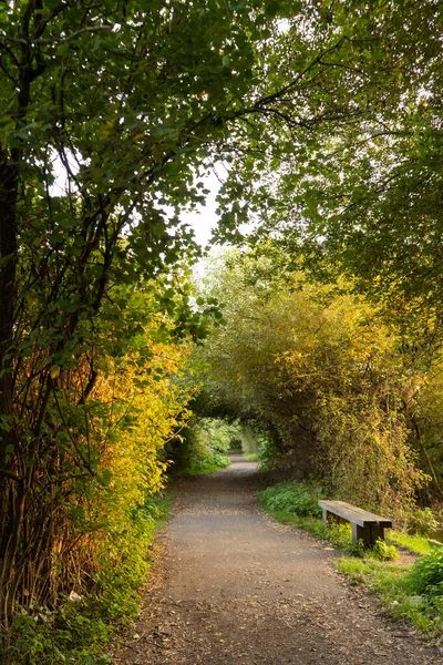 Tunnel Aus Bäumen Mit Grünen Und Orangefarbenen Blättern Der Abenddämmerung — Stockfoto