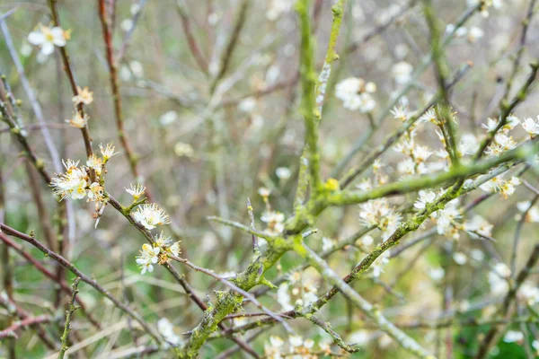 Krzew Kolczasty Prunus Spinosa Rozkwicie Białymi Kwiatami Gałęziami Pokrytymi Mchem — Zdjęcie stockowe