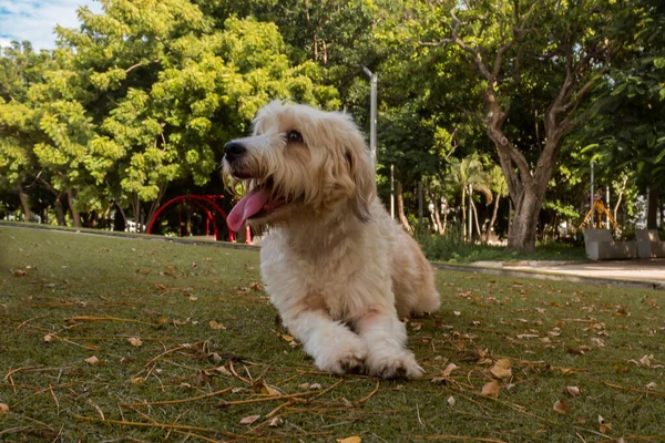 Schöne Hund Ganzkörper Outdoor Porträt Hund Auf Dem Gras Liegend — Stockfoto