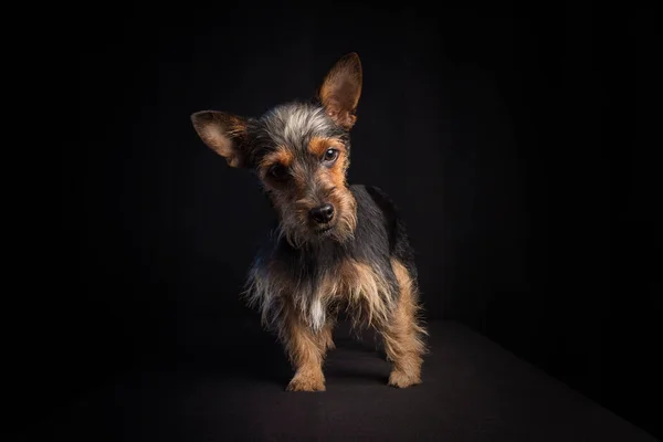 Beautiful Dog Full Body Studio Portrait Dog Posing Looking Front — Stock Photo, Image