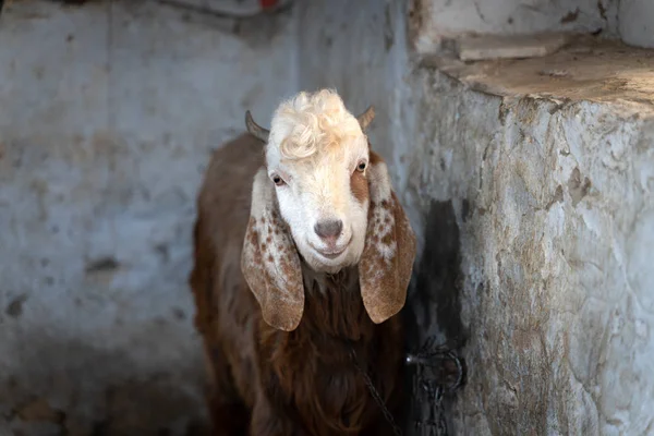 Sevimli Hint keçi veya koyun — Stok fotoğraf