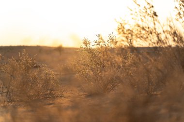 Hint çöl görünümü