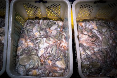 Güney Kore'de küçük bir adada ahtapot fabrikası içinde.