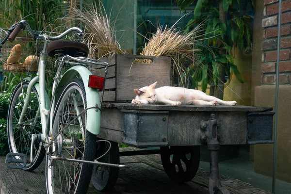 Gato Malayo Bicicleta Foto Tonificada — Foto de Stock