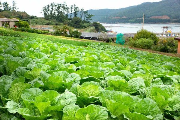 Сельское Хозяйство Южной Кореи — стоковое фото