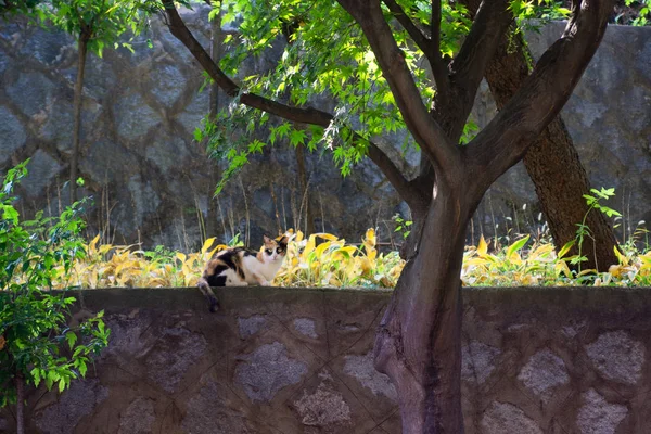 Gato Salvaje Sentado Cerca Parque Corea Del Sur — Foto de Stock