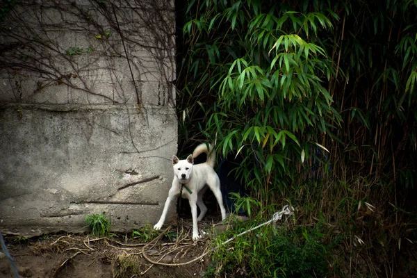 Белая Типичная Южнокорейская Собака — стоковое фото