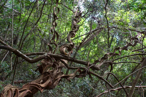 Lianas Laos Djungel — Stockfoto