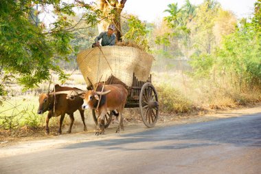 Ann, Myanmar - 7 Mart 2017: Yolda iki bufalo yla at arabasına binen adam