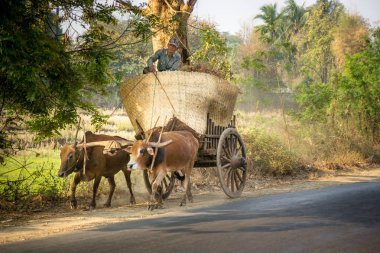 Ann, Myanmar - 7 Mart 2017: Yolda iki bufalo yla at arabasına binen adam