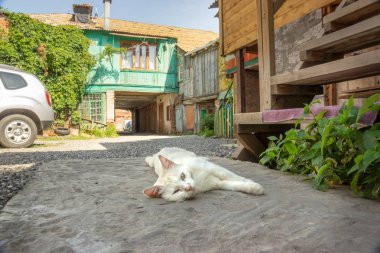 Astrakhan avlusu ve kedisi