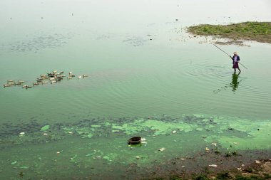 Ördek grubu ile adam