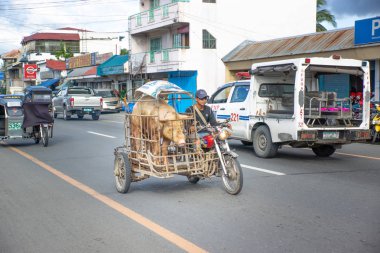 Manila, Filipinler - 2 Aralık 2016: domuzla bisiklet süren adam