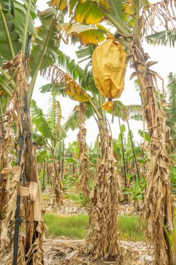 Muz tarlası manzaralı, Tayvan.