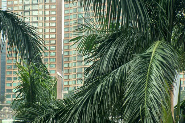 Green palms with buildings in Hong Kong