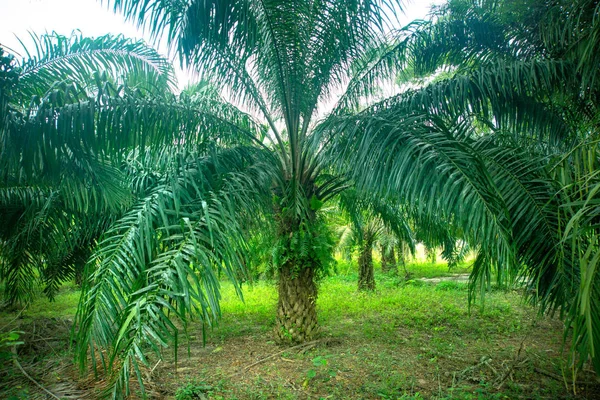 Palmolja Fältet Thailand — Stockfoto