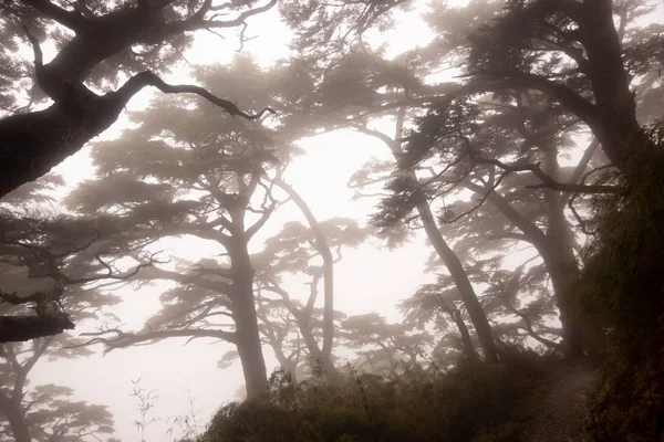 国家公园的早晨雾气 — 图库照片