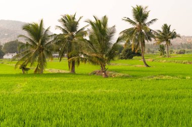 Hampi, Hindistan'da pirinç tarlalarının görünümü. 