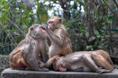 Katmandu'da maymun bakımı