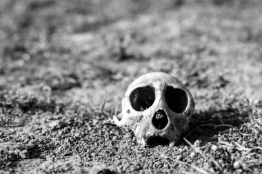 Maymun kafatası Agra, Hindistan.