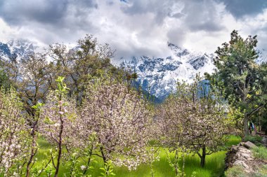 Reckong Peo, Hindistan'da Himachal meyve bahçesi.