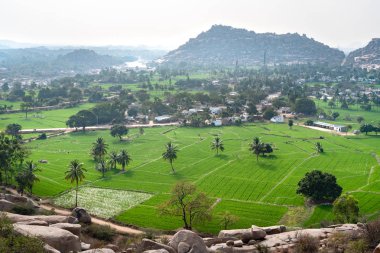 Hampi, Hindistan'da pirinç tarlalarının görünümü. 