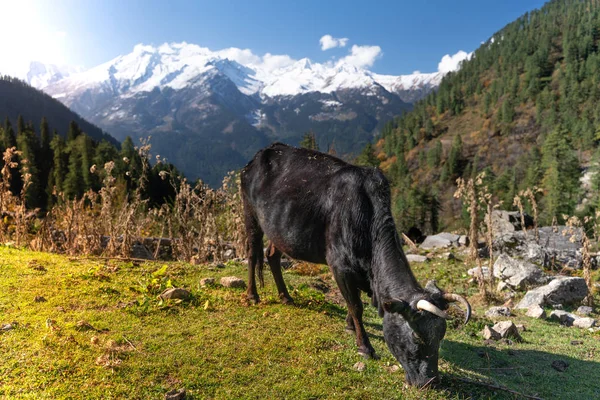 Pastvu Krav Poblíž Vesnice Tosh Indie — Stock fotografie