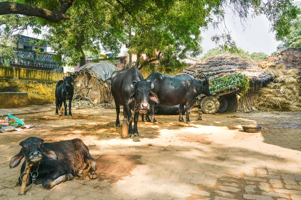 Vaches Domestiques Indiennes Dans Village Isolé — Photo