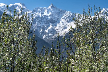 Reckong Peo, Hindistan'da Himachal meyve bahçesi.