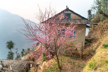 Nepal ev ve kiraz çiçeği