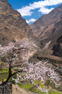 Nepal'de çiçek açan kiraz ağacı