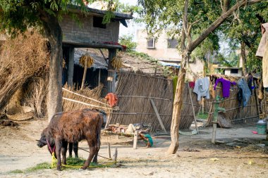 Tosh, Hindistan - 20 Ekim 2018: Tosh köyündegeleneksel evler.