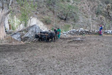 Tatopani, Nepal - 11 Mart 2019: İnsanlar tarafından toprak sürme