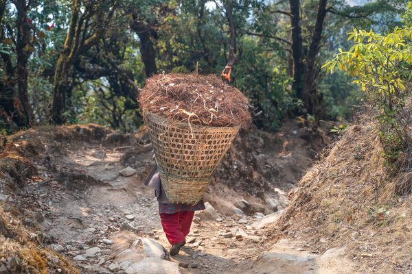 Непальская женщина с грузовой корзиной
