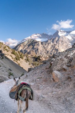Tacikistan 'daki Fann Dağları' nda yük taşıma görevindeki evcil eşek.