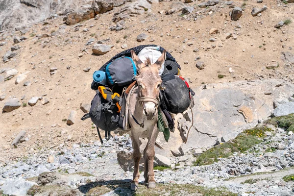 Burro Doméstico Dever Transportar Carga Sela Nas Montanhas Fann Tajiquistão — Fotografia de Stock
