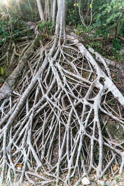 木の根の近景 — ストック写真