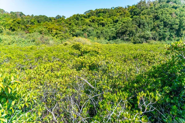 Mangrove Δέντρα Κατά Μήκος Του Τυρκουάζ Πράσινο Αλμυρό Νερό — Φωτογραφία Αρχείου