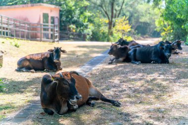 İnekler çayırlarda otlar ve dinlenir.