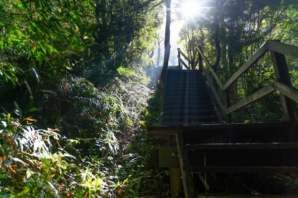 位于香港大屿山森林楼梯间美丽而阳光明媚的远足道路 — 图库照片
