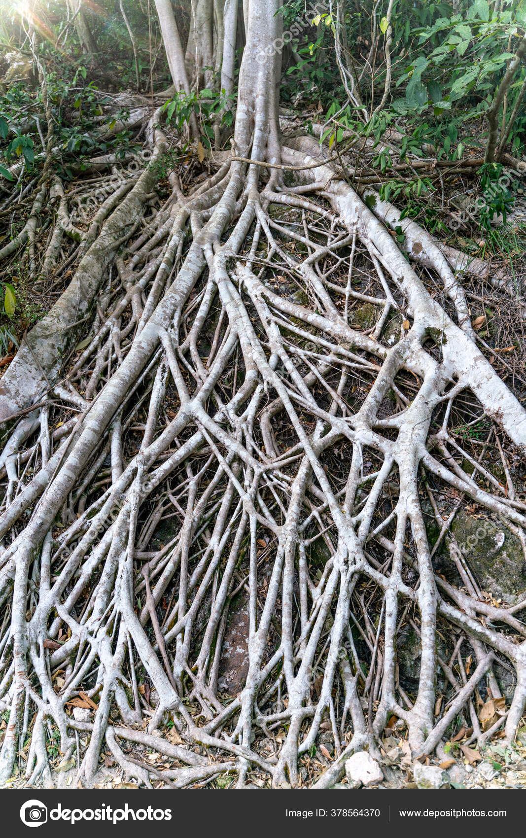 Close View Tree Roots Stock Photo by ©whiteturtle1988 378564370
